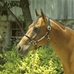 LEATHER HALTER WITH ROLLED NOSEBAND - 180