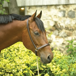 LEATHER GROOMING HALTER 